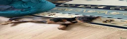Dachshund dogs for sale: Whire haired dachshund puppy  - Advert 4