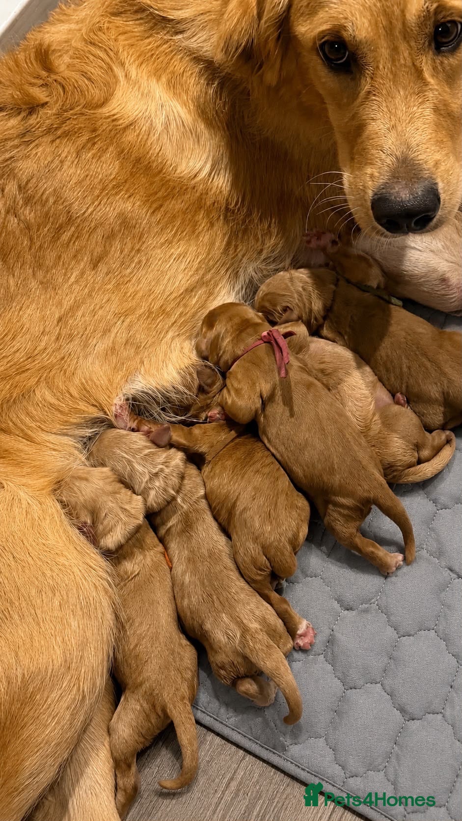 Goldendoodle dogs F1 Goldendoodle Puppies Reservations Now Open - Advert 9