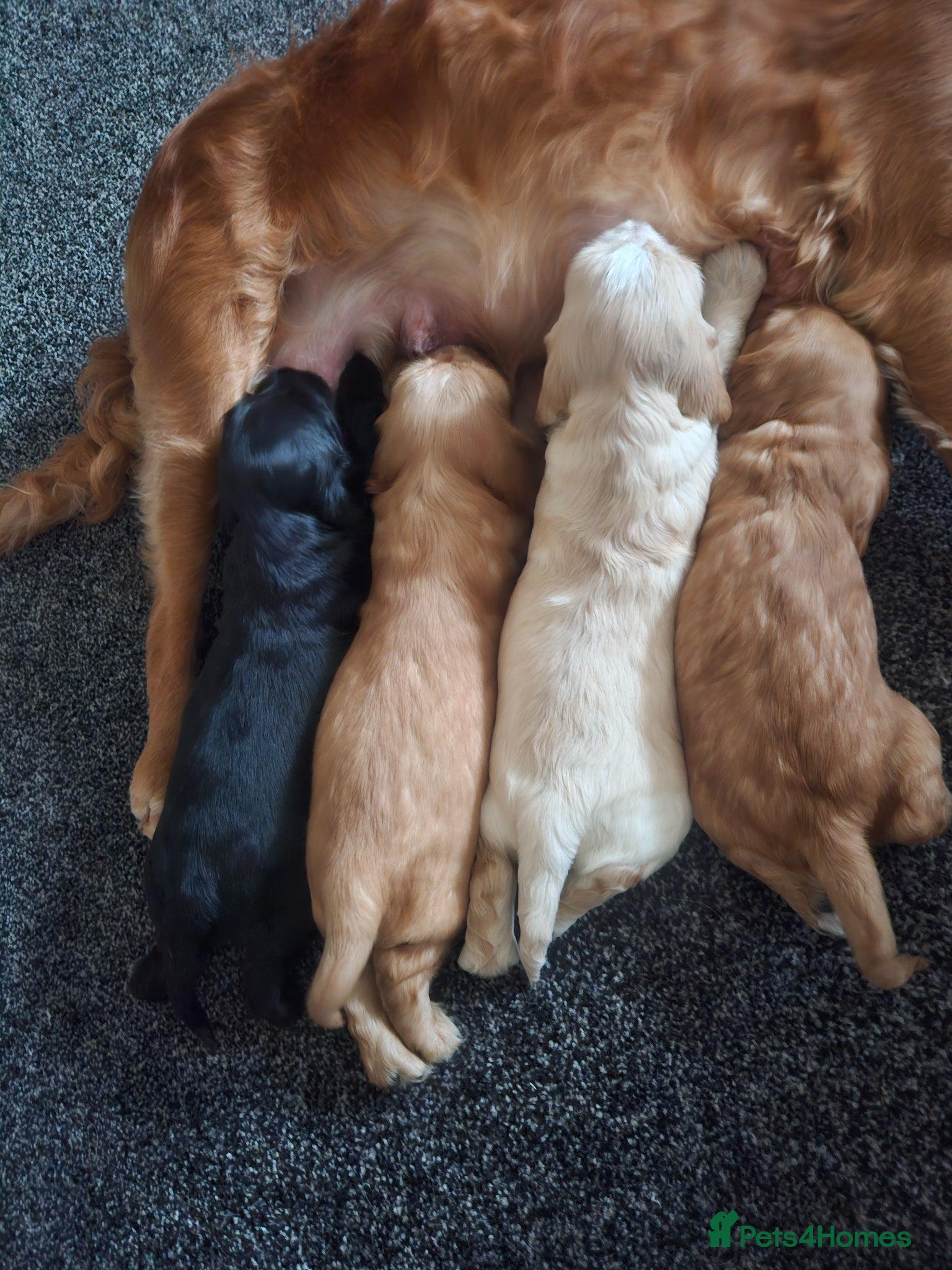 Cocker Spaniel dogs Beautiful cocker spaniel puppies - Advert 1