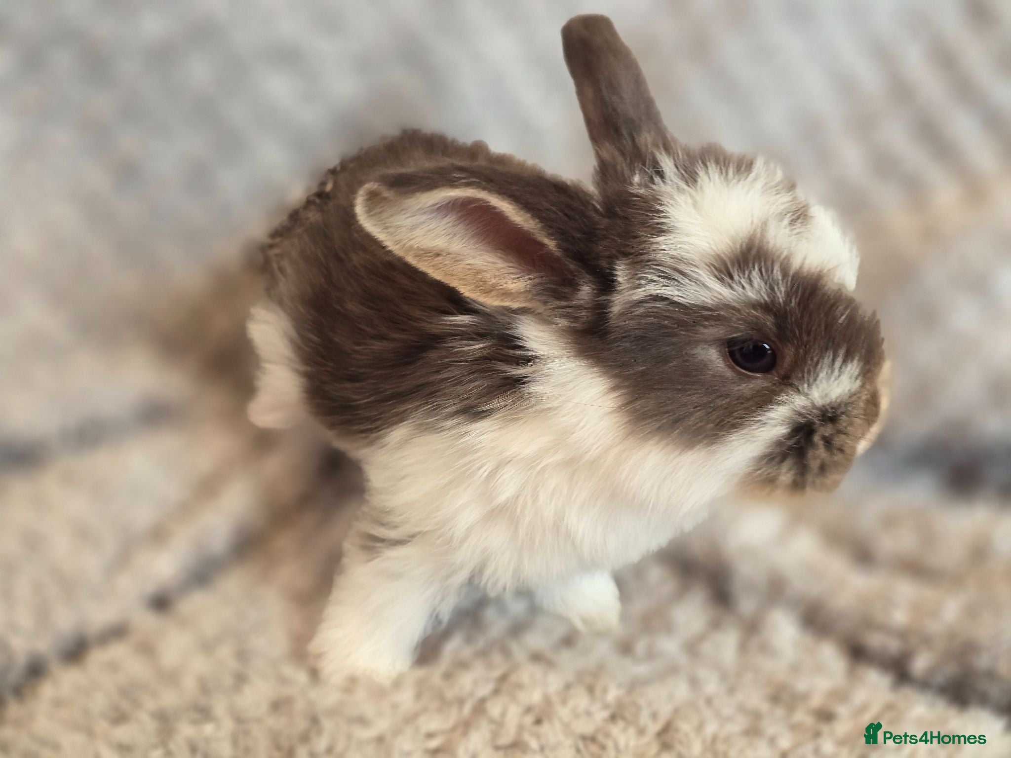 French Lop rabbits Giant French Lop - Advert 2