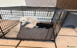 Toy Poodle dogs for sale: Toy poodle puppies for sale - Image 2