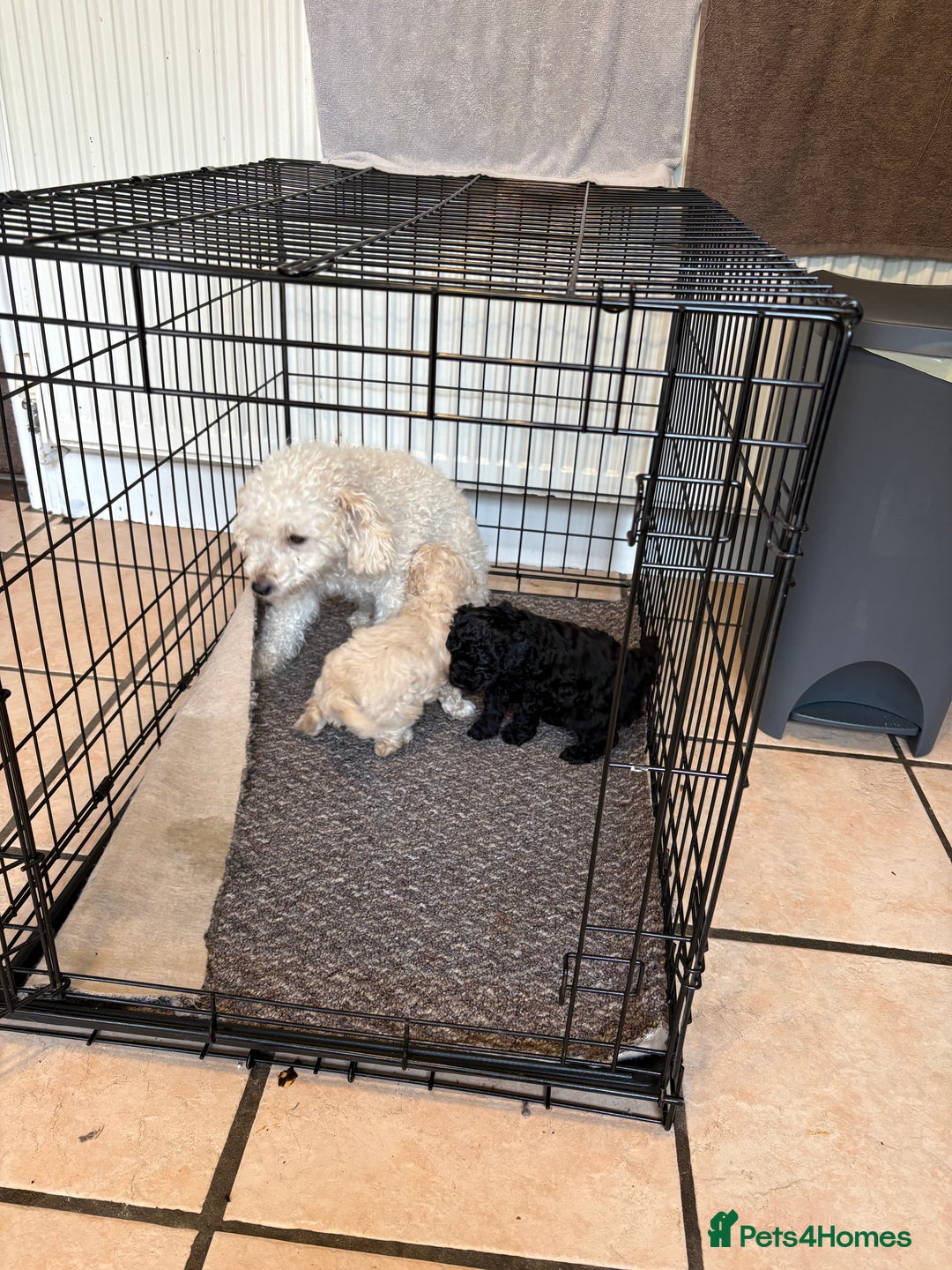 Toy Poodle dogs for sale: Toy poodle puppies for sale - Image 2