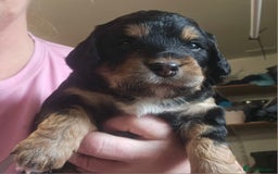 Cockapoo dogs for sale: The best cockapoos  - Image 19