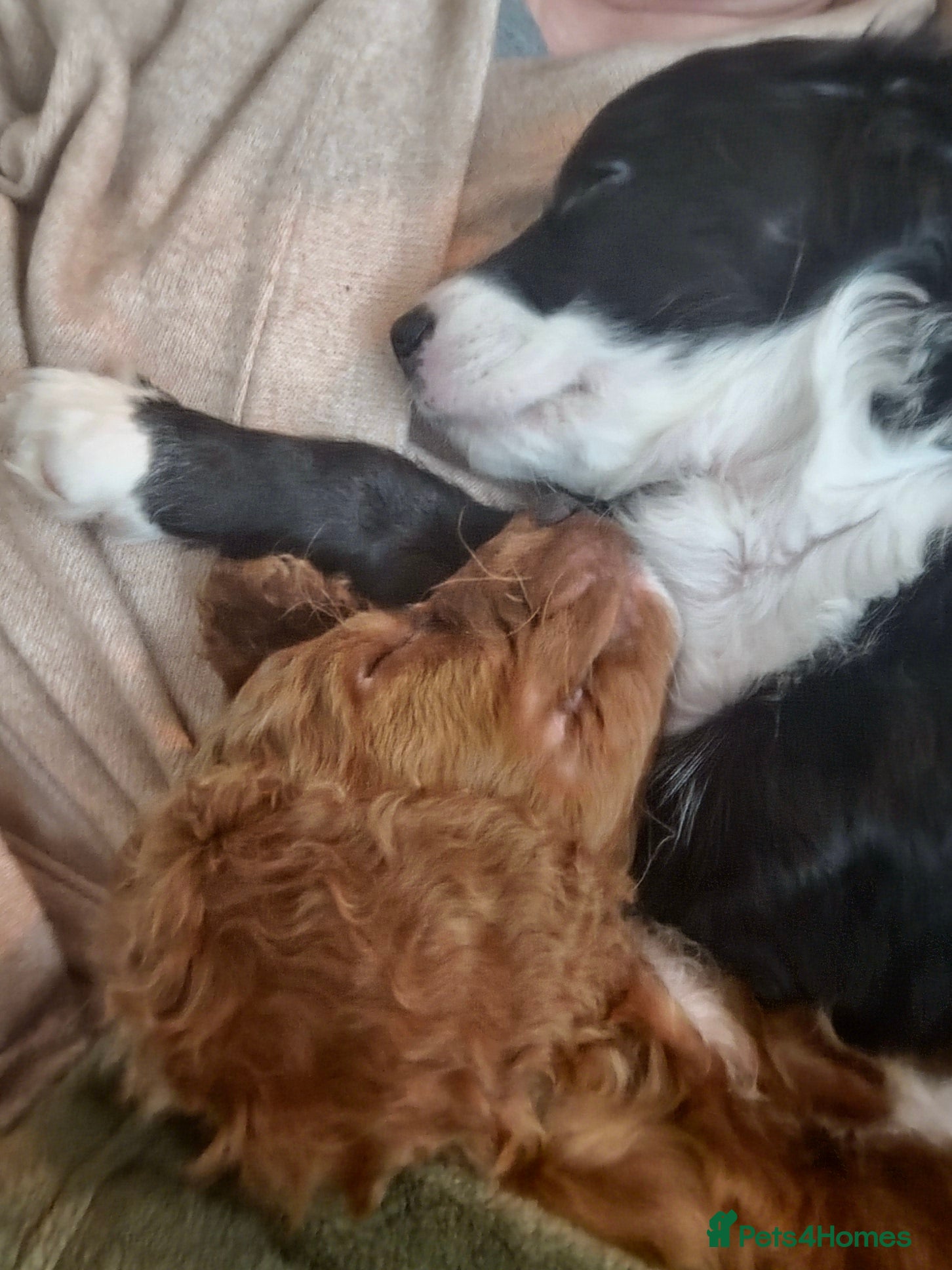 Cockapoo dogs Rebecca sheldrick  - Advert 16