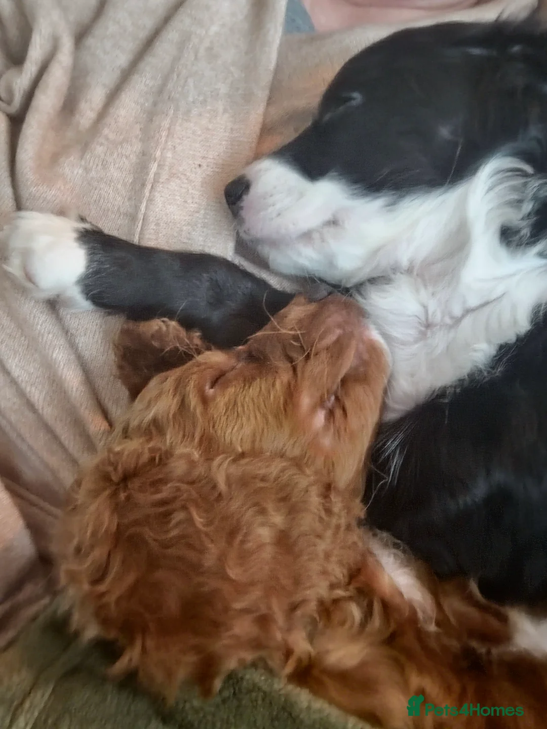 Cockapoo dogs for sale: Rebecca sheldrick  - Advert 11