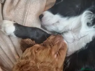 Cockapoo dogs Rebecca sheldrick - Advert 16