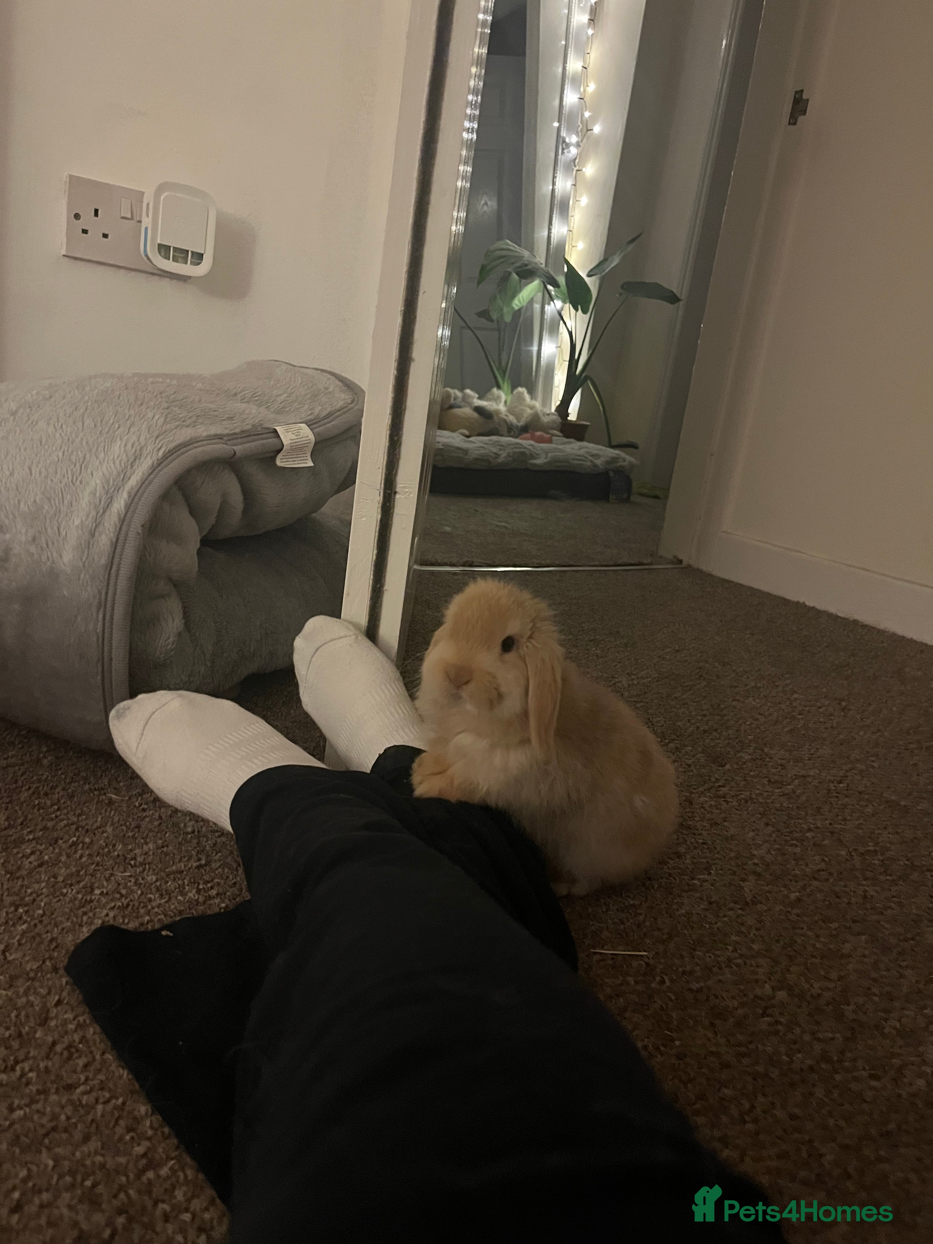 Mini Lop rabbits Apricot Mini Lop - Advert 13