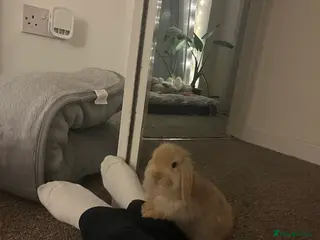 Mini Lop rabbits Apricot Mini Lop - Advert 18