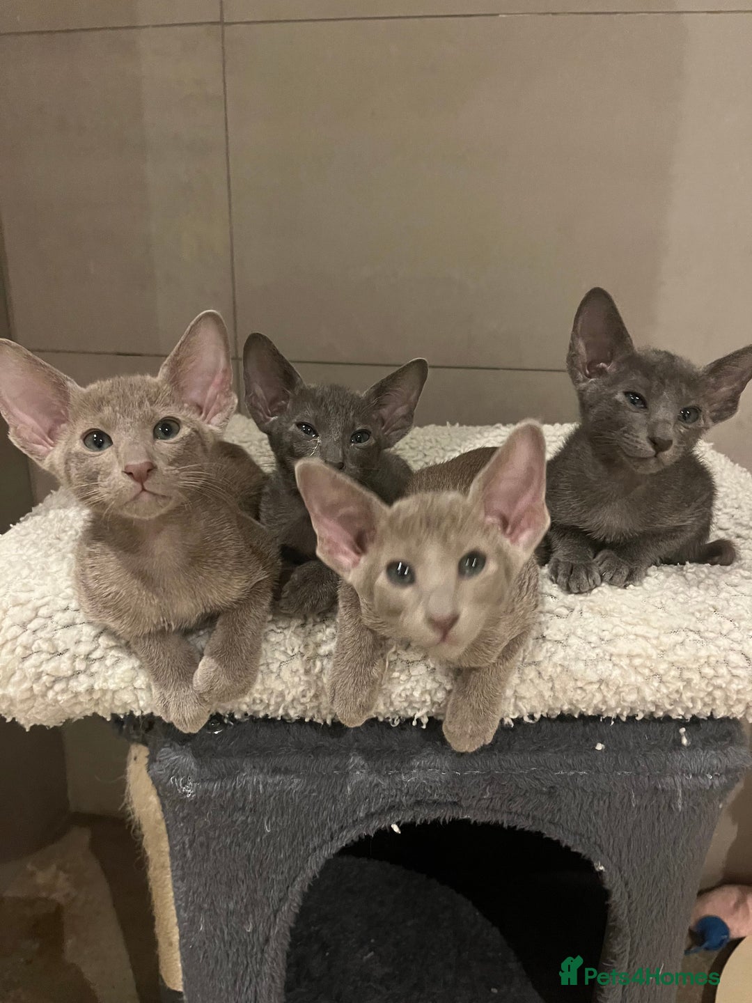 Oriental cats for sale: Supreme pedigree Lilac Oriental kittens GCCF reg - Advert 4