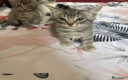 American Shorthair cats for sale: Kittens - Image 7