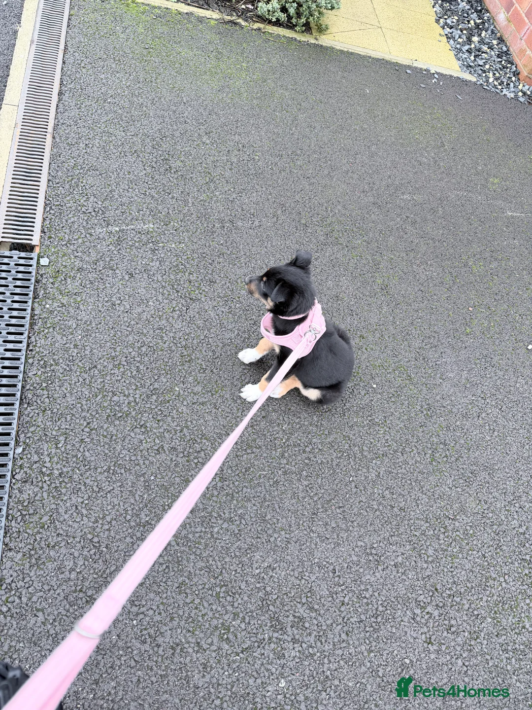 Mixed Breed dogs for sale: Border Collie X Kelpie  - Advert 2