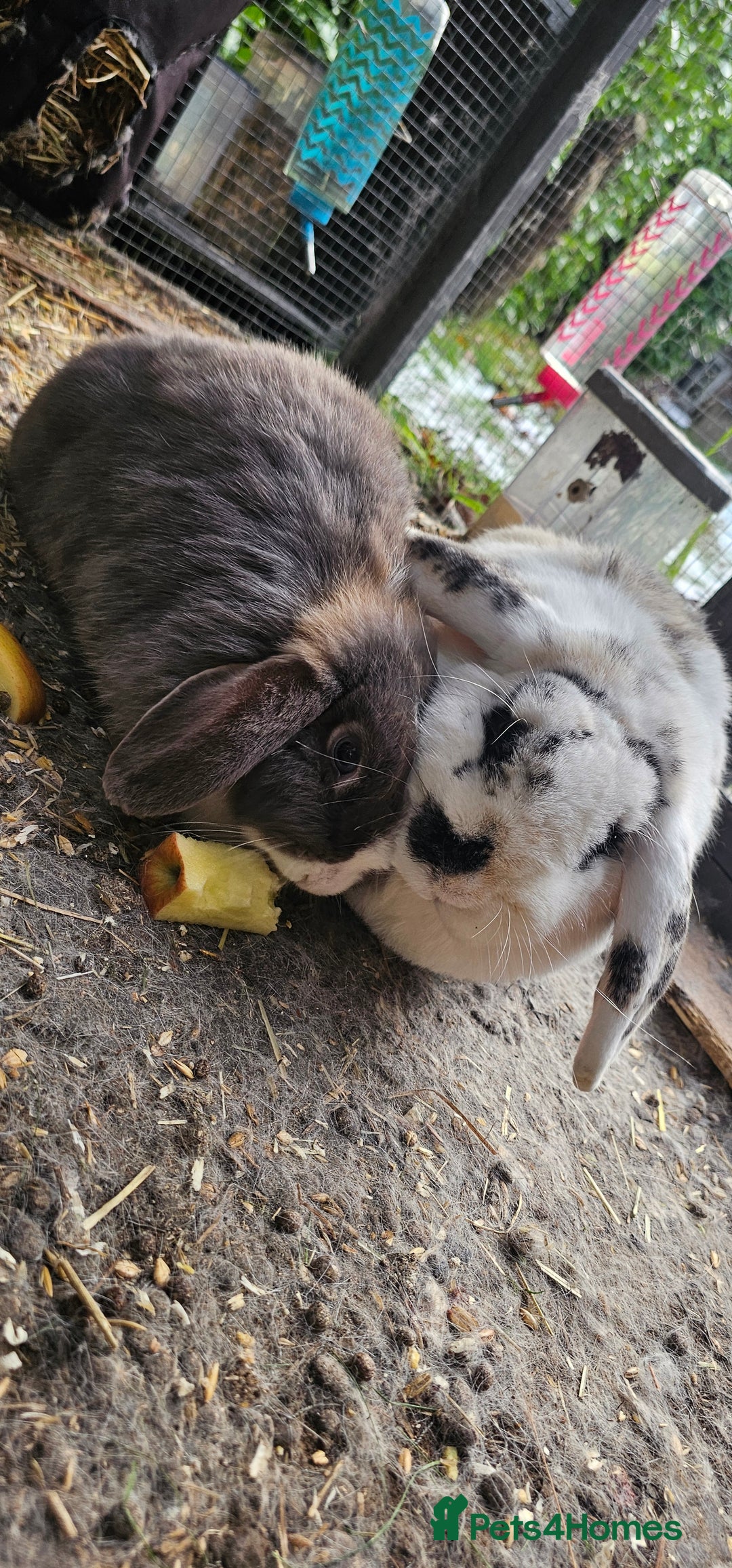 Mini Lop rabbits for sale: Bonded pair of mini lop ear rabbits - Advert 1