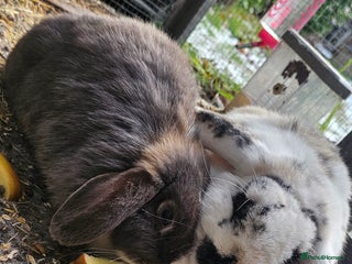 Mini Lop rabbits Bonded pair of mini lop ear rabbits - Advert 6