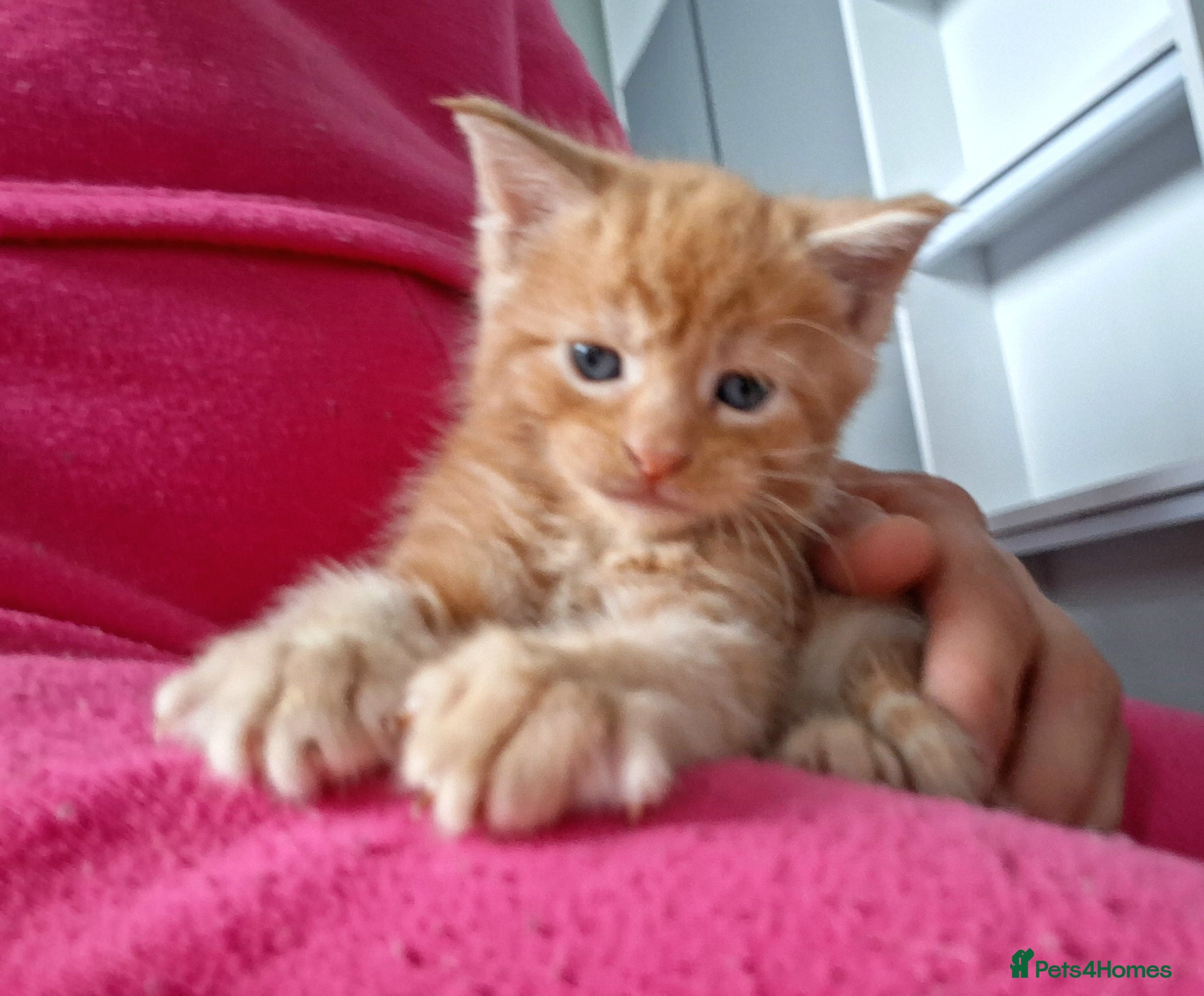 Maine Coon cats 4 purebreed maincoon babies  - Advert 1