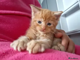 Maine Coon cats 4 purebreed maincoon babies - Advert 1