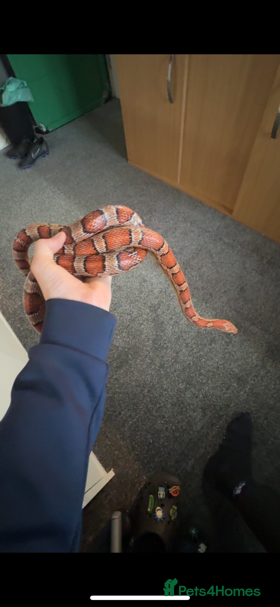Corn Snake reptiles Corn snake  - Advert 4