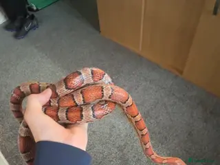 Corn Snake reptiles Corn snake - Advert 4