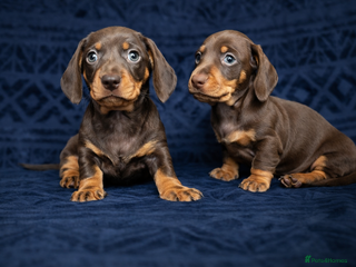 Miniature Dachshund dogs 🐾 Miniature Dachshund Puppies for Sale! 🐾 - Advert 18