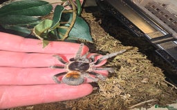 Tarantulas invertebrates for sale: Tarantulas - Image 4