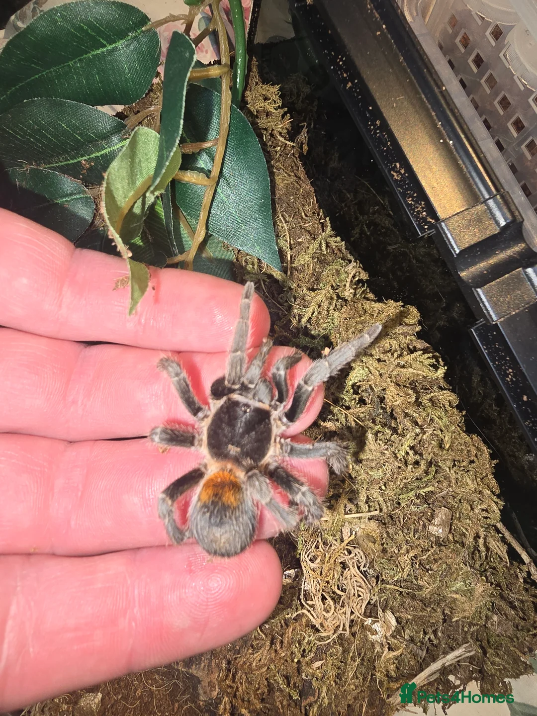 Tarantulas invertebrates for sale: Tarantulas - Advert 8