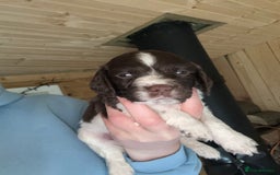 English Springer Spaniel dogs for sale: Sired by Brocklinton Bertie FTCH, docked - Image 19