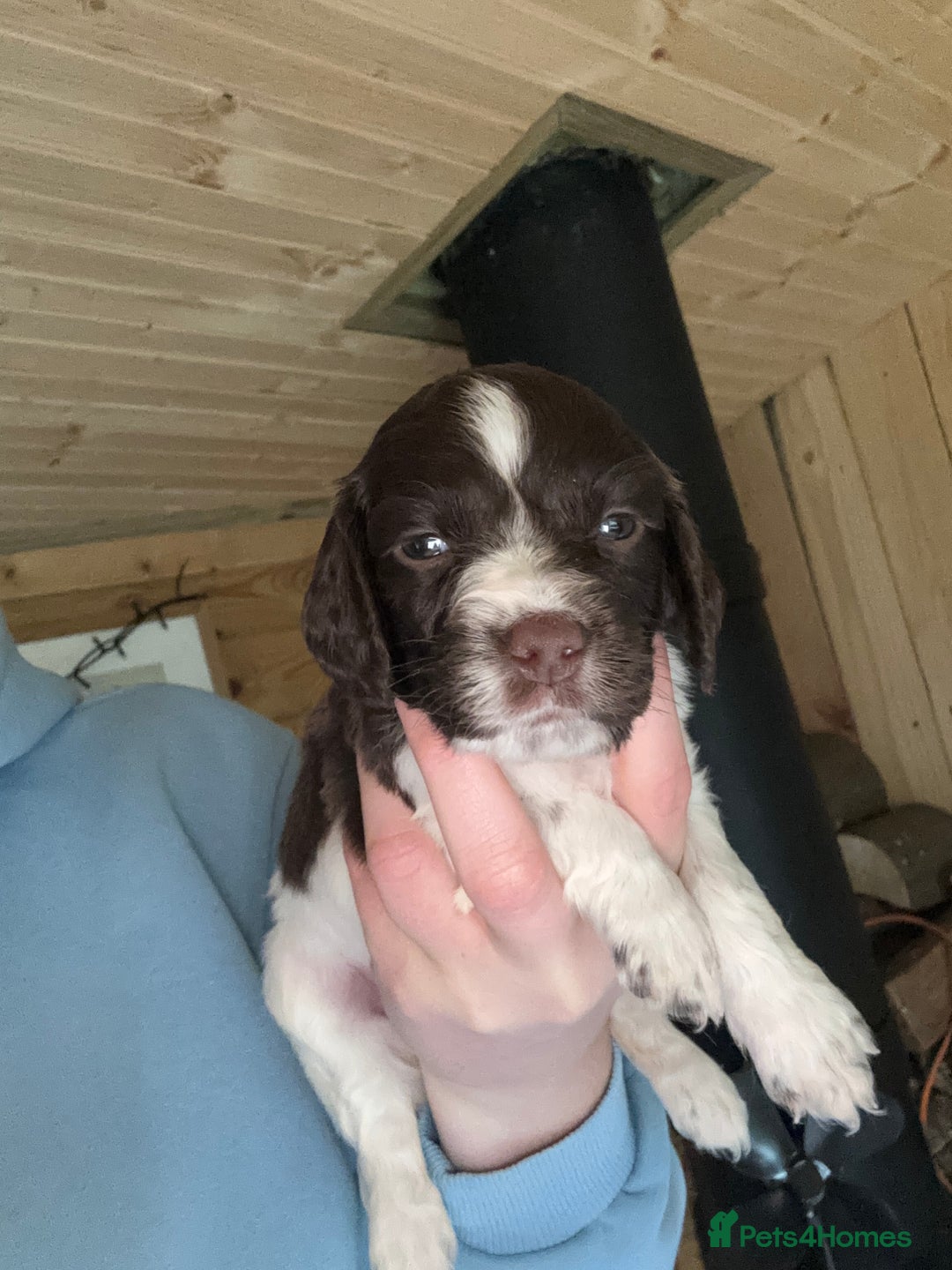 English Springer Spaniel dogs for sale: Sired by Brocklinton Bertie FTCH, docked - Image 19