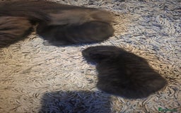 Persian cats for sale: 2 Persian boys. Colour is mixed dark grey/black - Image 4