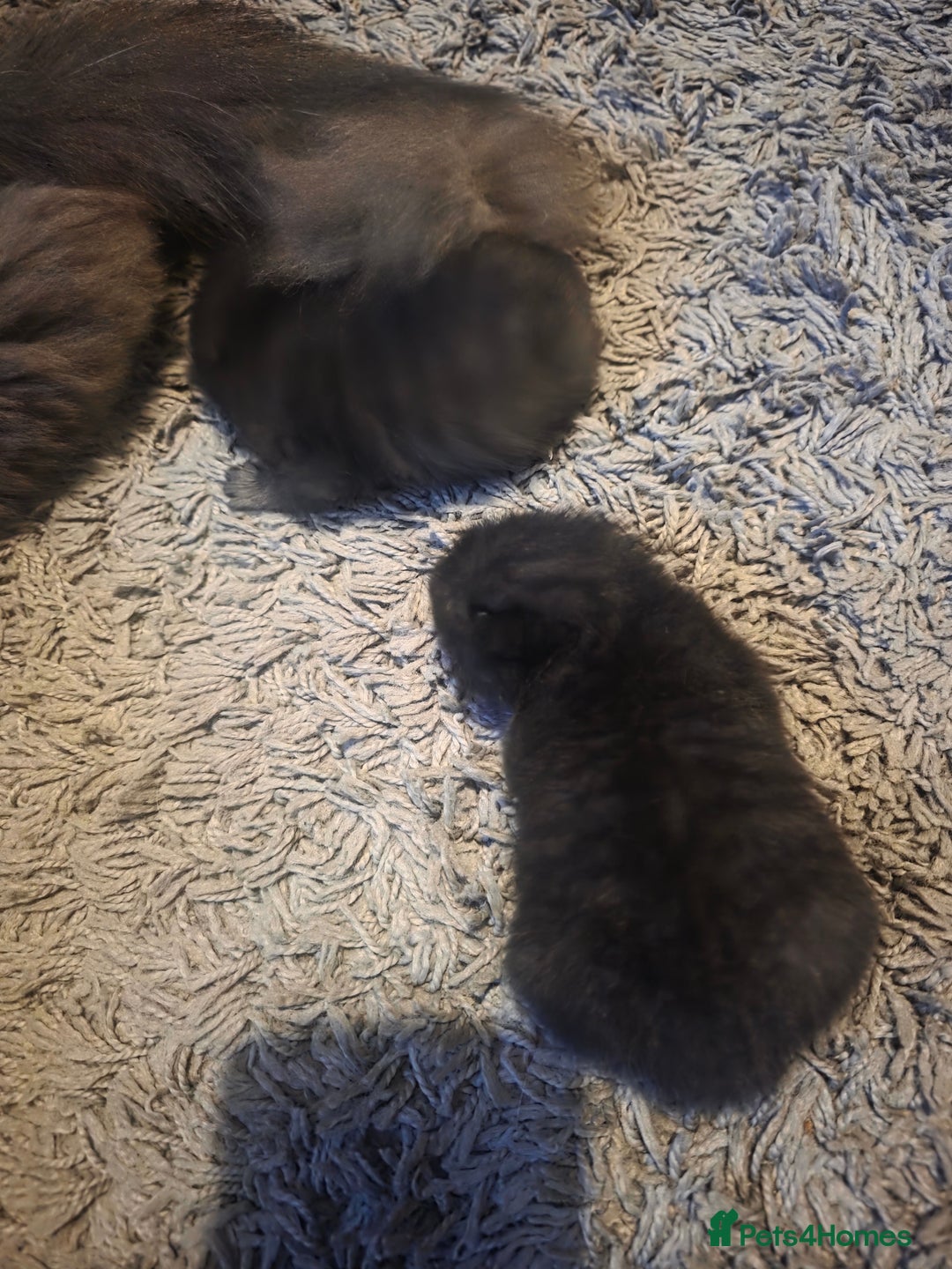 Persian cats for sale: 2 Persian boys. Colour is mixed dark grey/black - Image 4