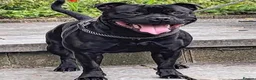 Staffordshire Bull Terrier dogs for sale: Beautiful blue black brown brindle SBT🔥❤️🔥 - Advert 8