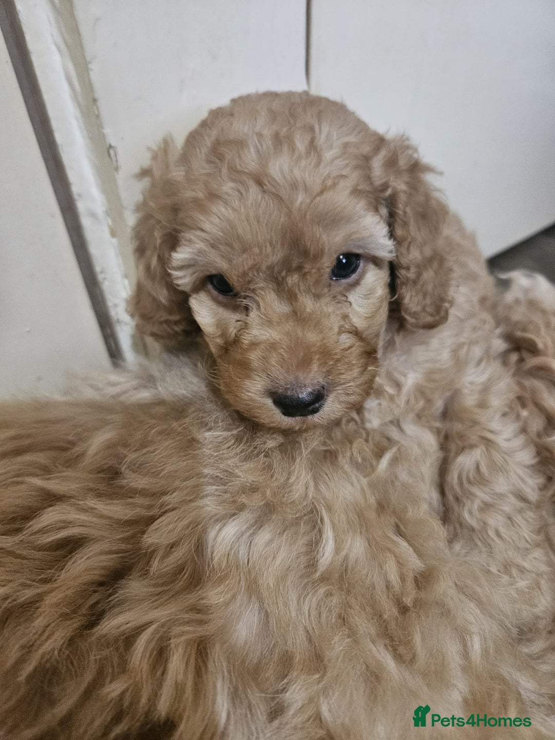 Cockapoo dogs for sale: Gorgeous cockapoo puppies, 2 boys and 2 girls - Advert 24