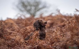Cocker Spaniel dogs for sale: Carefully bred Kc FTW sired cocker spaniel pups,  - Image 7