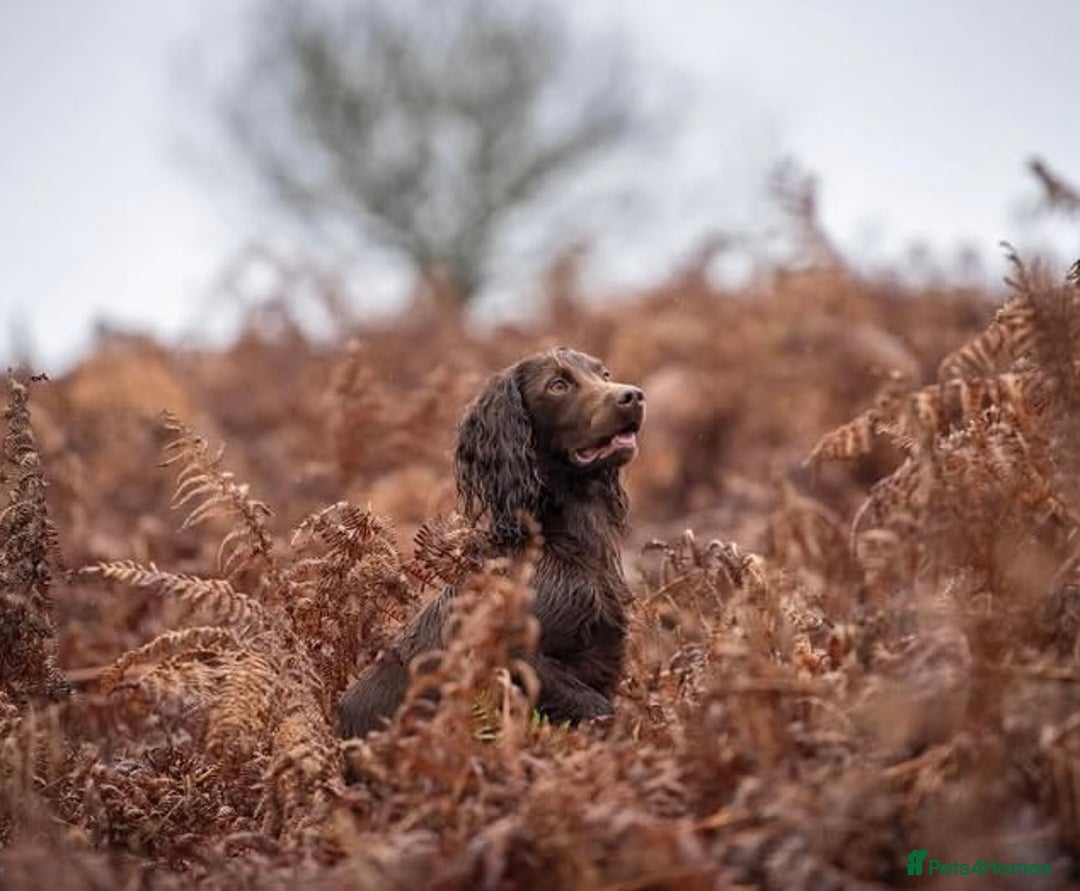 Cocker Spaniel dogs for sale: Carefully bred Kc FTW sired cocker spaniel pups,  - Image 7