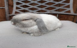 Mini Lop rabbits for sale: Mini lops baby rabbits for sale  - Image 12