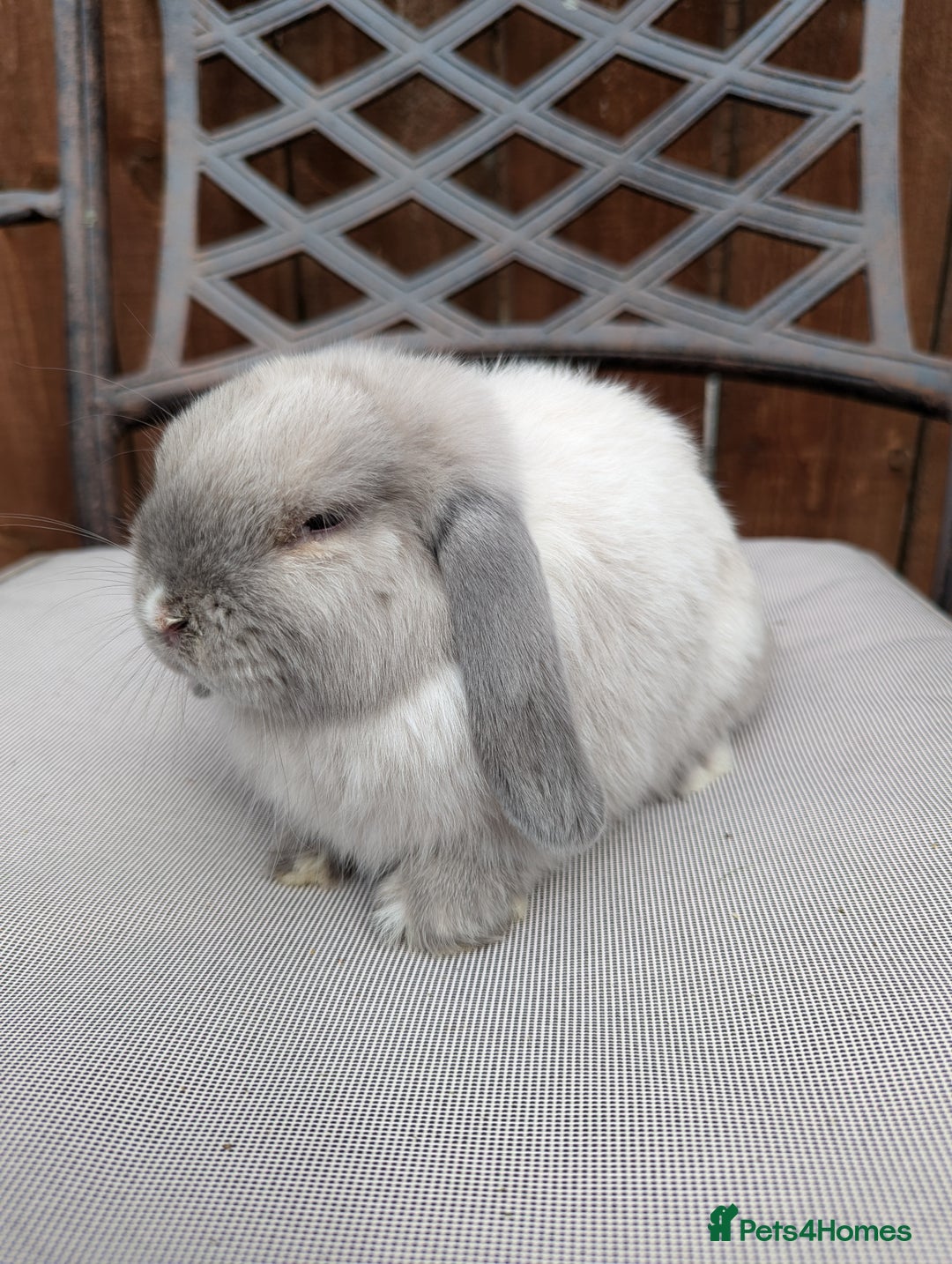 Mini Lop rabbits for sale: Mini lops baby rabbits for sale  - Image 12
