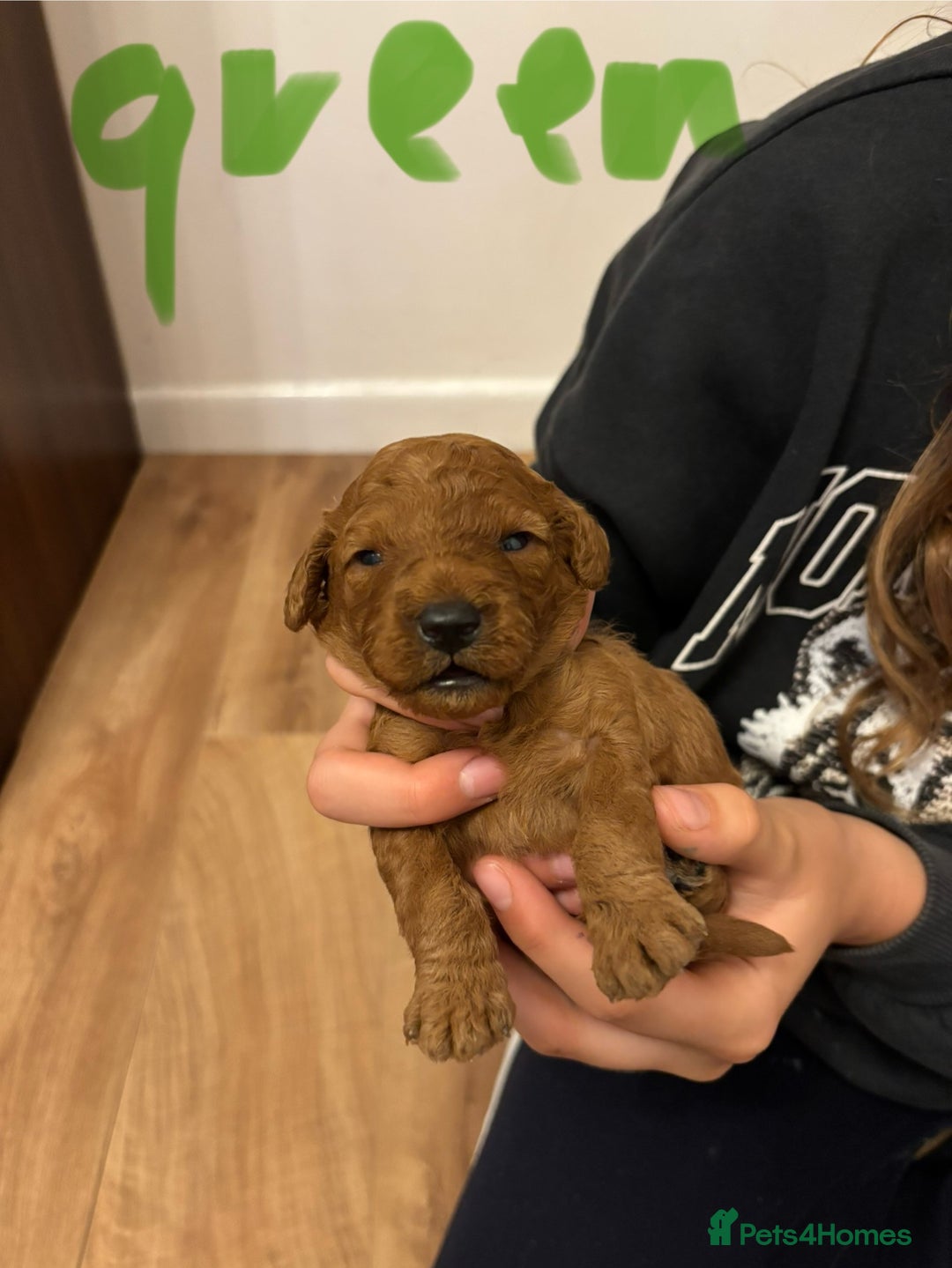 Cavapoo dogs for sale: Gorgeous F1B Cavapoo puppies - Image 11