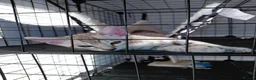 Bengal cats for sale: Pure Bengal kittens for sale - Advert 17