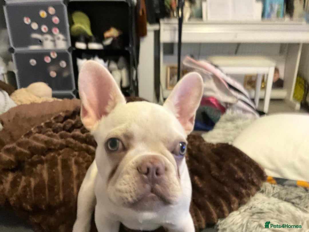 French Bulldog dogs for sale: George - Image 6