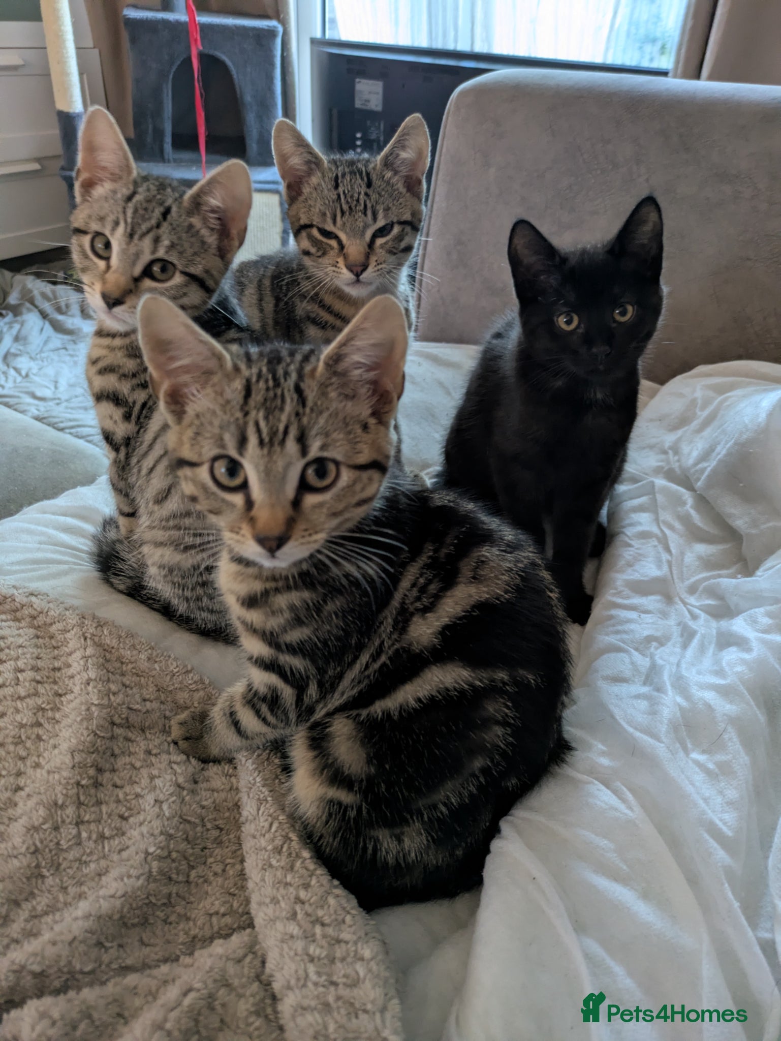 Bengal cats for sale: 3/4 BENGAL - READY TO GO!  - Advert 1
