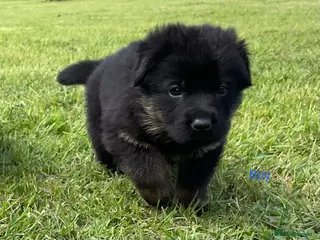 German Shepherd dogs Quality Litter of GSD Puppy’s @icepack - Advert 5