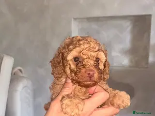 Toy Poodle dogs Toy poodle - Advert 1
