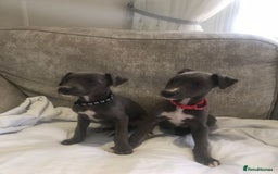 Whippet dogs for sale: Whippet puppies  - Image 4