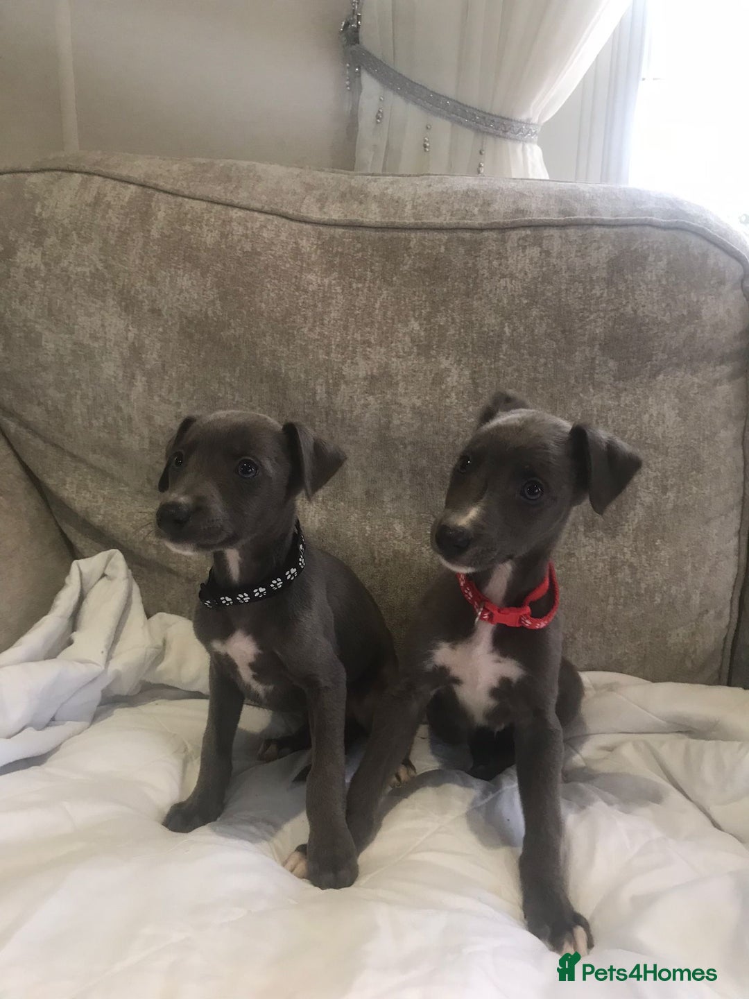 Whippet dogs for sale: Whippet puppies  - Image 4