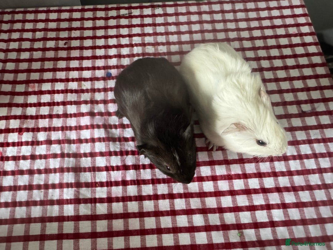 Guinea Pig rodents for sale: Beautiful Baby guinea pigs  - Advert 5