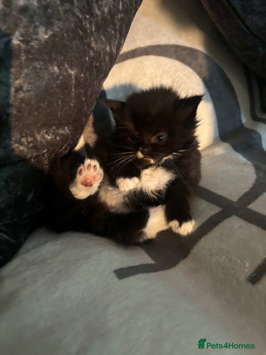 Mixed Breed cats for sale: 6 beautiful Birman cross British short hair  - Advert 1