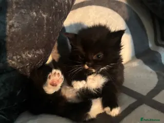 Mixed Breed cats 6 beautiful Birman cross British short hair - Advert 2