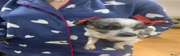 Jack Chi dogs for sale: Rigie - Advert 2