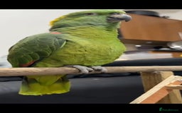 Budgerigars birds for sale: Tame yellow nape amazon for sale! - Image 5