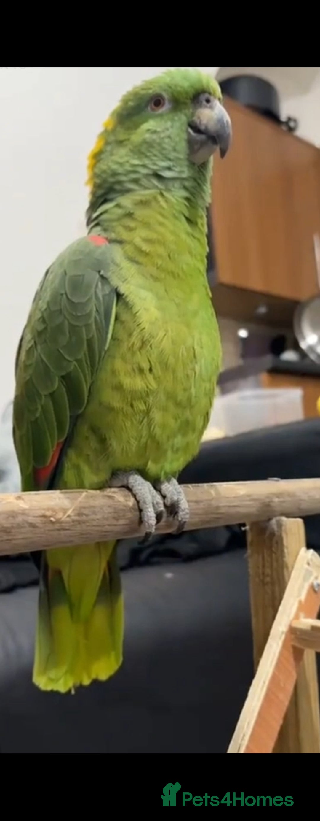 Budgerigars birds for sale: Tame yellow nape amazon for sale! - Image 5