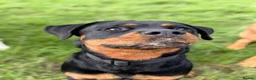 Rottweiler dogs for sale: Athena sweet girl Looking for Loving Home - Advert 11