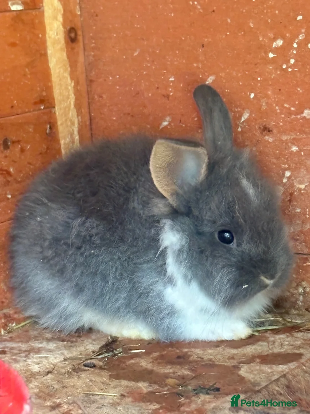 Lionhead rabbits for sale: Baby lion head rabbit for sale in Hornchurch - Advert 2